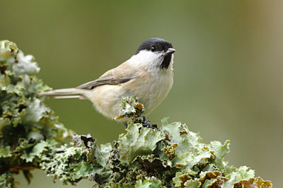 Marsh Tit