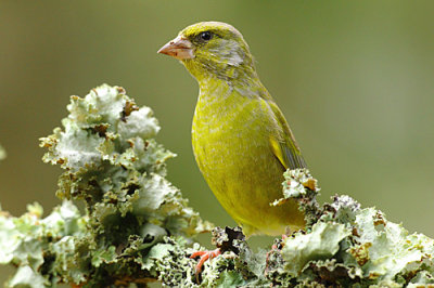 Greenfinch 1