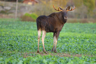 Moose 17