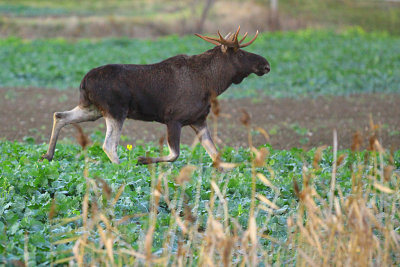 Moose 18