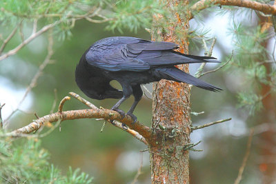 Raven  8