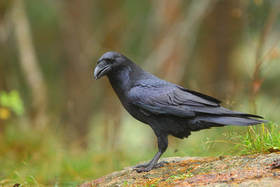 Raven  9