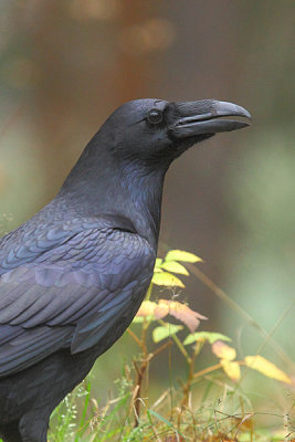 Raven 11