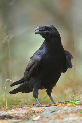 Raven  13