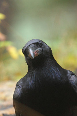 Raven  14