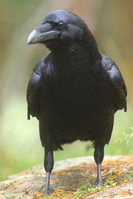 Raven 15