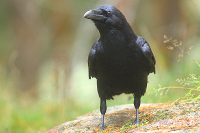 Raven  16