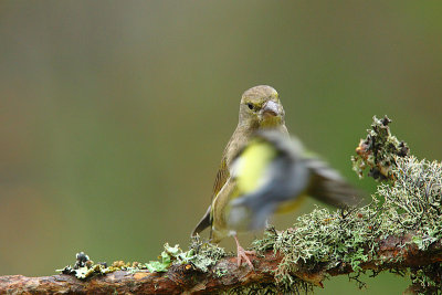 Greenfinch 3