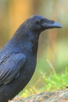 Raven 18