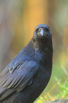 Raven 19