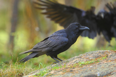 Raven 31