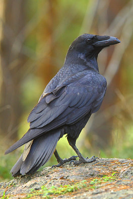 Raven 32