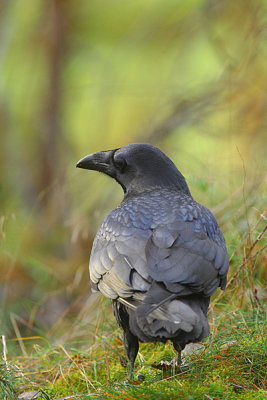 Raven 33