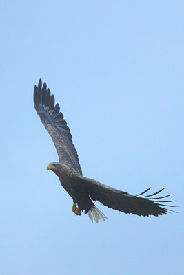 White-tailed Eagle 2