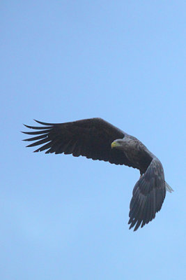 White-tailed Eagle 3