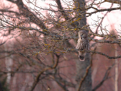 Great Grey Owl 11