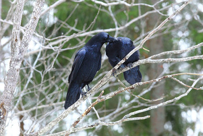 raven 34