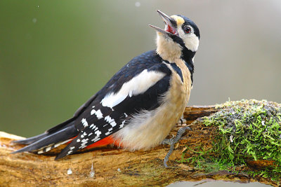 Greet Spotted Woodpecker 7