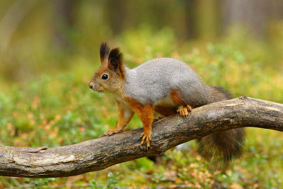 Red Squirrel 11