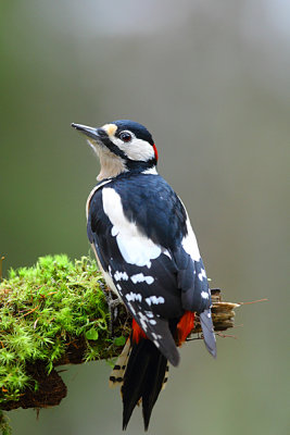 Greet Spotted Woodpecker 8