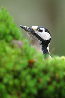 Greet Spotted Woodpecker 9