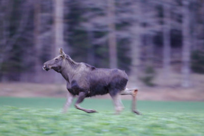 Moose 19