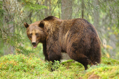 Bear 25