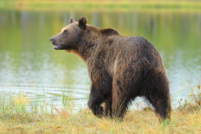 Bear 26