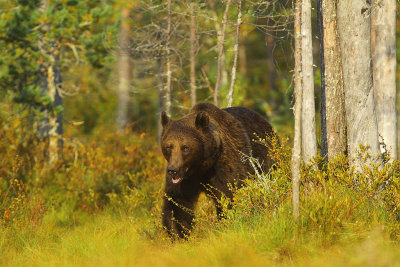 Bear 27