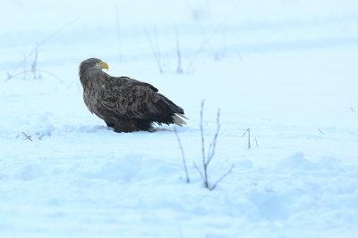 White-tailed Eagle