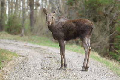 Moose 20