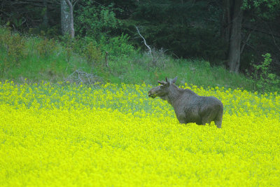 Moose 22