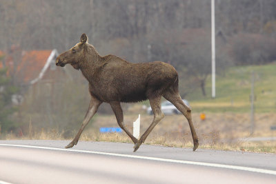 Moose 23