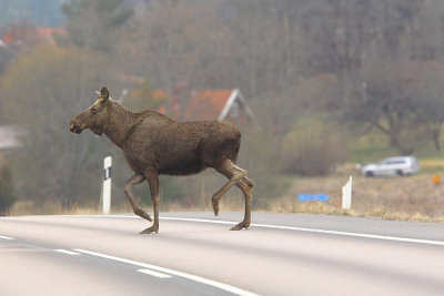 Moose 24