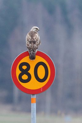 Roug-legged buzzard