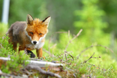 Red Fox in spring.