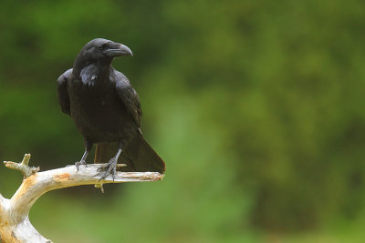 raven 35