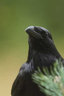 raven 36