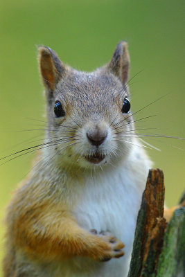 Red Squirrel 13