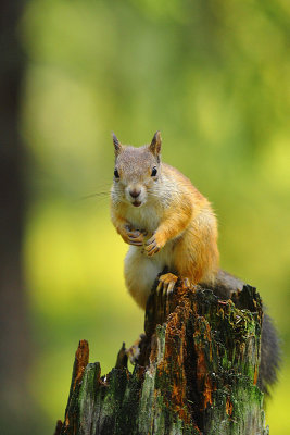 Red Squirrel 15