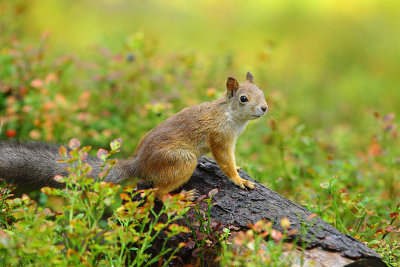Red Squirrel 16