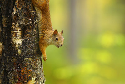 Red Squirrel 17