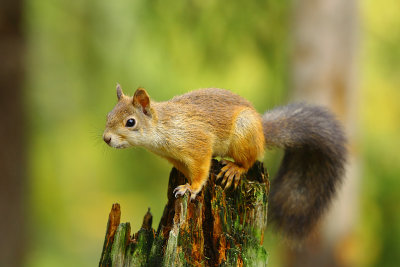 Red Squirrel 18