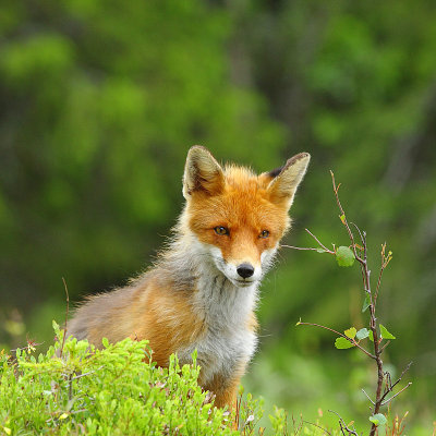 Red Fox is listning