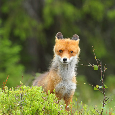 Red Fox, afraid?