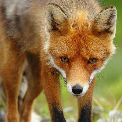 Red fox close.