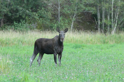 Moose 25