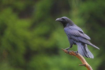 Raven 37