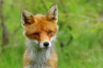 Red fox 14