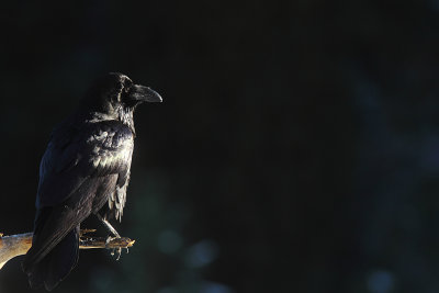 Raven 39